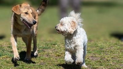 Parques para Perros en Cáceres