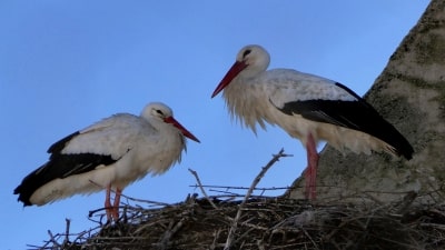 Bird Watching Cáceres