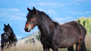 Montar a caballo en Cáceres