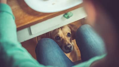 Comer con perro en Cáceres