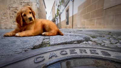 Visitar Cáceres con mascota