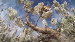 Fiesta del Cerezo en Flor Valle del Jerte Cáceres