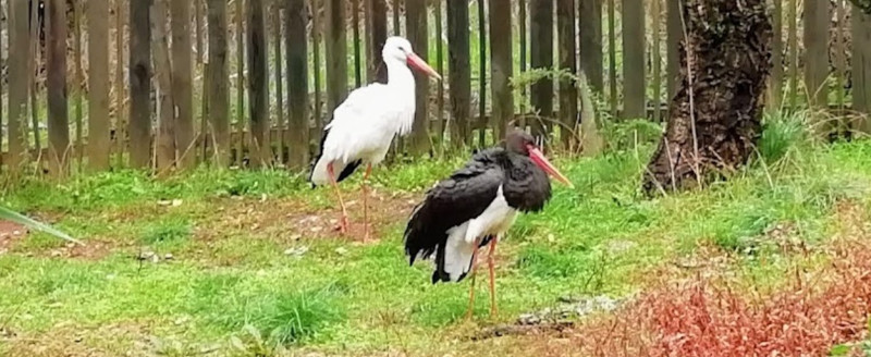 Excursión al Centro de Recuperación de Aves "Los Hornos"