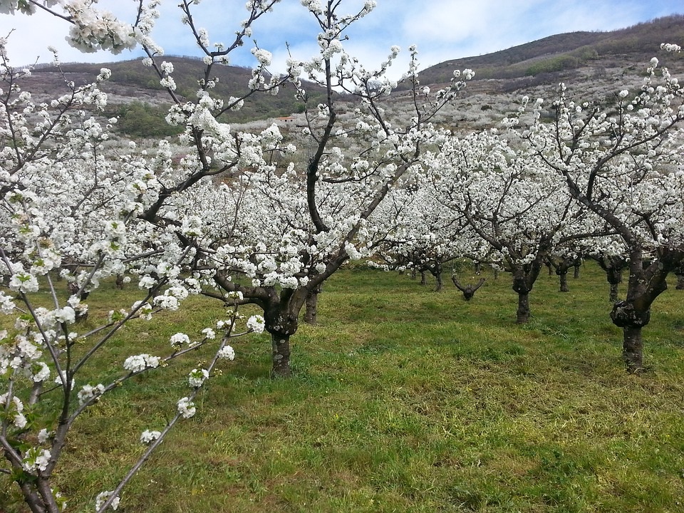 Valle del Jerte