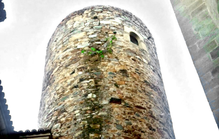 Higuera en la Torre de Carvajal