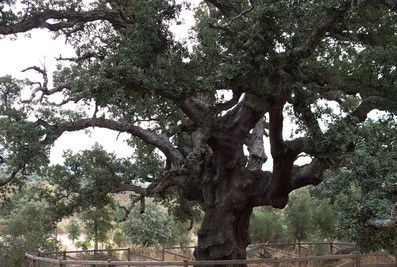 Alcornoque de Fresneda - Los árboles centenarios de Cáceres