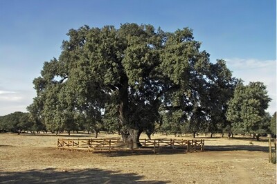 Encina La Terrona - Los árboles centenarios de Cáceres (Extremadura)