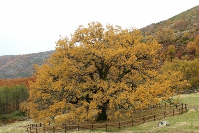 Roble Prado Sancho - Los árboles centenarios de Cáceres (Extremadura)