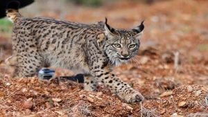 Fotografía de un lince ibérico en libertad