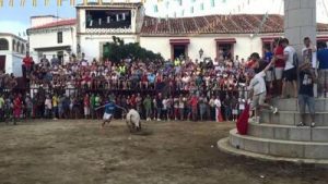 Fotografía de la lidia de un toro en las Fiestas de San Agustín en Serradilla (Cáceres)