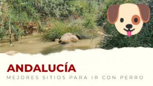 Los mejores sitios para visitar con perro en Andalucía