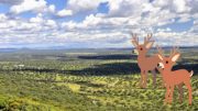 La berrea en Monfragüe