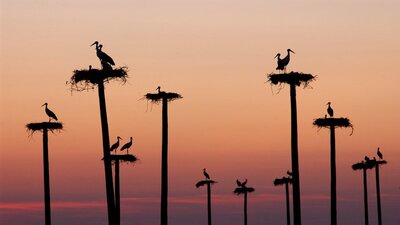 Fotografía de nidos de cigüeñas al atardecer