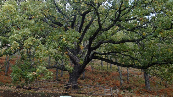 Las Mejores Rutas de Senderismo en el Valle del Jerte